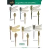KNYGA Bookshop Dragonflies and damselflies