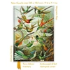 KNYGA Bookshop Ernst Haeckel: Hummingbirds (Foiled Quarto Journal)