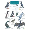 KNYGA Bookshop Guide to Summer Coastal Birds