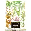 KNYGA Bookshop Guide to the Saltmarsh Plants of Britain