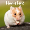 KNYGA Bookshop Hamsters Calendar 2026 Square Animal Wall Calendar - 16 Month