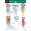 KNYGA Bookshop Jellyfish and allies of the British and Irish Coast
