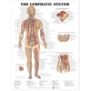 KNYGA Bookshop Lymphatic System Anatomical Chart