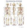 KNYGA Bookshop Skeletal System Anatomical Chart