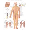 KNYGA Bookshop Spinal Nerves Anatomical Chart