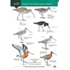 KNYGA Bookshop Wader of Britain and Ireland