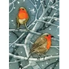 KNYGA Bookshop Wild Birds Pocket Notebook: Robin