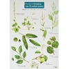 KNYGA Clare Cremona Guide to Foraging: Top 25 Edible Plants