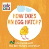 KNYGA Eric Carle How Does an Egg Hatch?