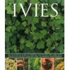 KNYGA Hazel Key Ivies
