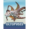 KNYGA Jaclyn Jaycox Octopuses