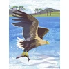 KNYGA Jane Smith Nature Notebook: Sea Eagle
