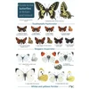 KNYGA John Bebbington Guide to the butterflies of Britain and Ireland