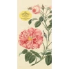 KNYGA John Derian Paper Goods: Everything Roses Notepad