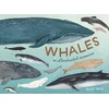 KNYGA Kelsey Oseid Whales