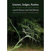 KNYGA Lauren Brown Grasses, Sedges, Rushes