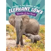 KNYGA Maivboon Sang Elephant Cows