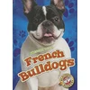 KNYGA Mari C Schuh French Bulldogs