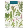 KNYGA Mavis Gulliver Guide to Grassland Plants 1