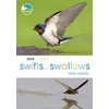 KNYGA Mike Unwin RSPB Spotlight Swifts and Swallows