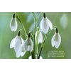 KNYGA Peony Press Card Box of 20 Notecards and Envelopes: Snowdrop