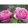 KNYGA Peony Press Card Box of 20 Notecards and Envelopes: Rožinė Rose