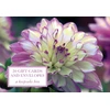 KNYGA Peony Press Tin Box of 20 Gift Cards and Envelopes: Dahlia