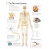 KNYGA Scientific Publishing Nervous System Laminated Poster