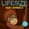 KNYGA Sophy Henn Lifesize Baby Animals