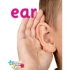 KNYGA Stephen Rickard Alpha Stars ear