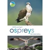KNYGA Tim Mackrill RSPB Spotlight Ospreys