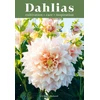 KNYGA Ulrika Gronlund Dahlias