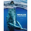 KNYGA Amber Books Whales & Dolphins