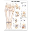 KNYGA Hip and Knee Anatomical Chart