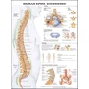 KNYGA Human Spine Disorders Anatomical Chart