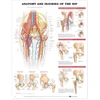 KNYGA Bookshop Anatomy and Injuries of the Hip Anatomical Chart