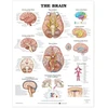 KNYGA Bookshop Brain Anatomical Chart