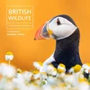 KNYGA Bookshop British Wildlife Photography Awards 13