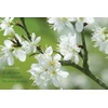 KNYGA Bookshop Card Box of 20 Notecards and Envelopes: Blossom
