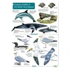KNYGA Bookshop Coastal wildlife of the North York Moors