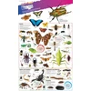 KNYGA DKfindout! Bugs Poster