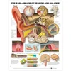 KNYGA Bookshop Ear: Organs of Hearing and Balance Anatomical Chart