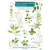 KNYGA Bookshop Guide to Ancient Woodland Indikatorius Plants