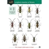 KNYGA Wil Heeney Guide to longhorn beetles of Britain