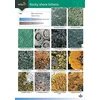 KNYGA Bookshop Guide to Rocky Shore Lichens