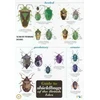 KNYGA Bookshop Guide to Shieldbugs of the British Isles