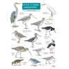 KNYGA Bookshop Guide to winter coastal birds