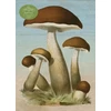 KNYGA John Derian Paper Goods: Mushrooms 1,000-Piece Puzzle
