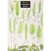 KNYGA James Merryweather Key to Common Ferns