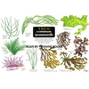 KNYGA Bookshop Key to Common Seaweeds